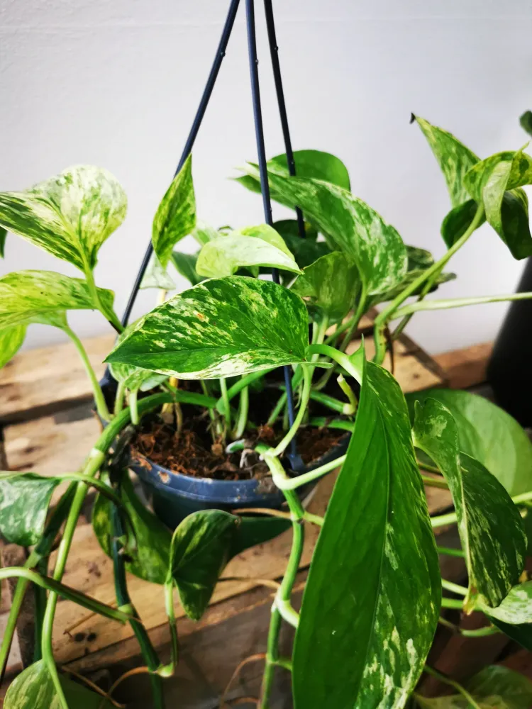 Epipremnum Marble Queen M De Plantrekkers