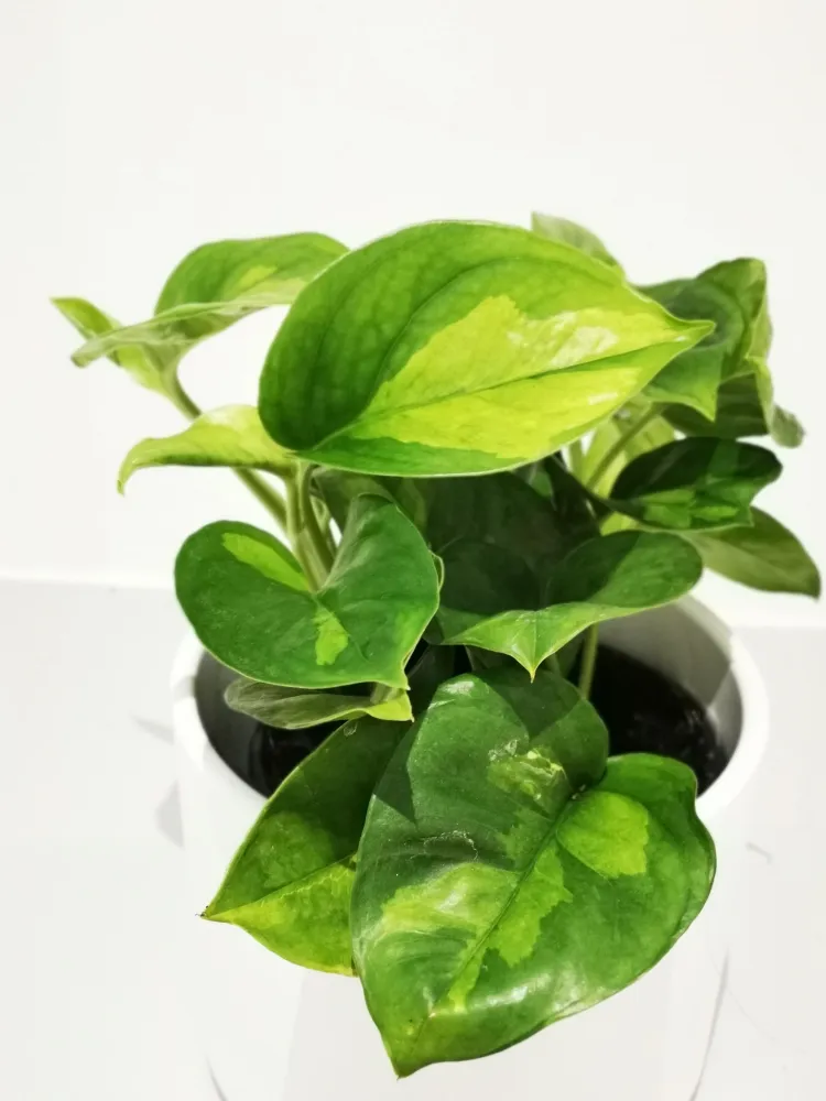 Epipremnum pinnatum 'Global Green' De Plantrekkers