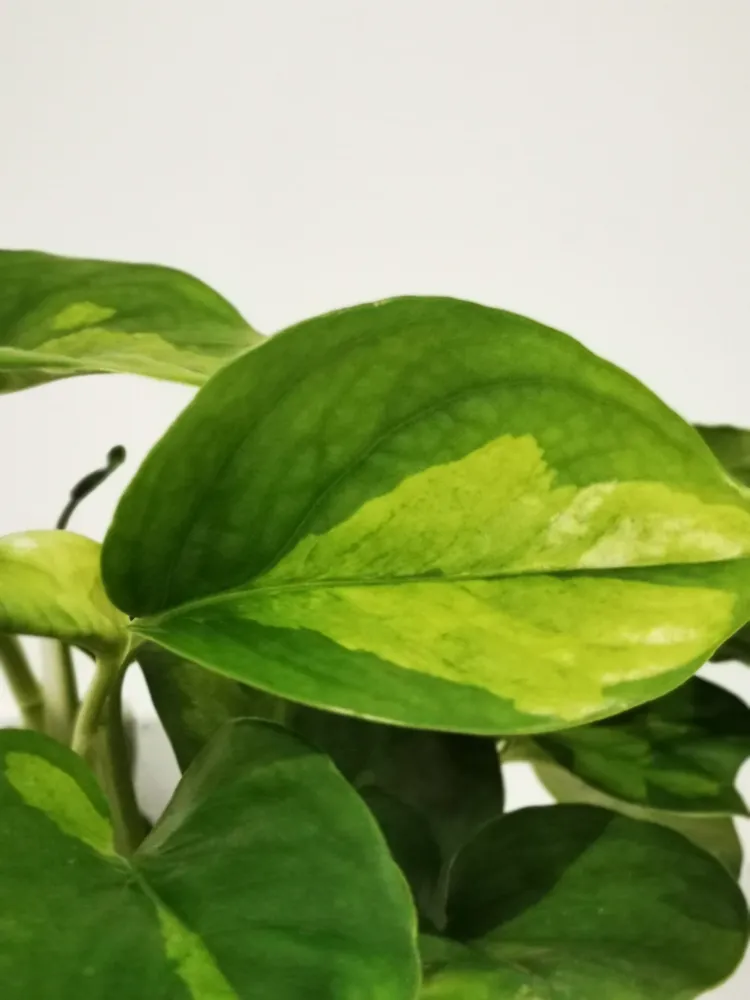 Epipremnum pinnatum 'Global Green' De Plantrekkers