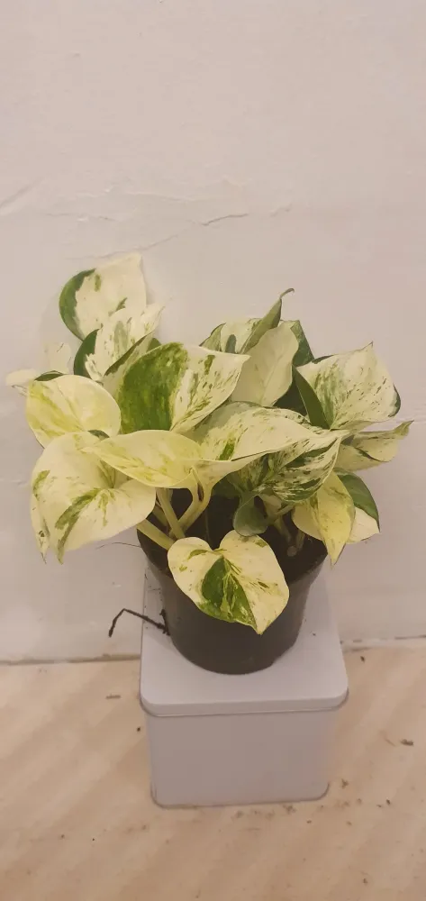 Epipremnum Pinnatum ‘Happy Leaf’ De Plantrekkers