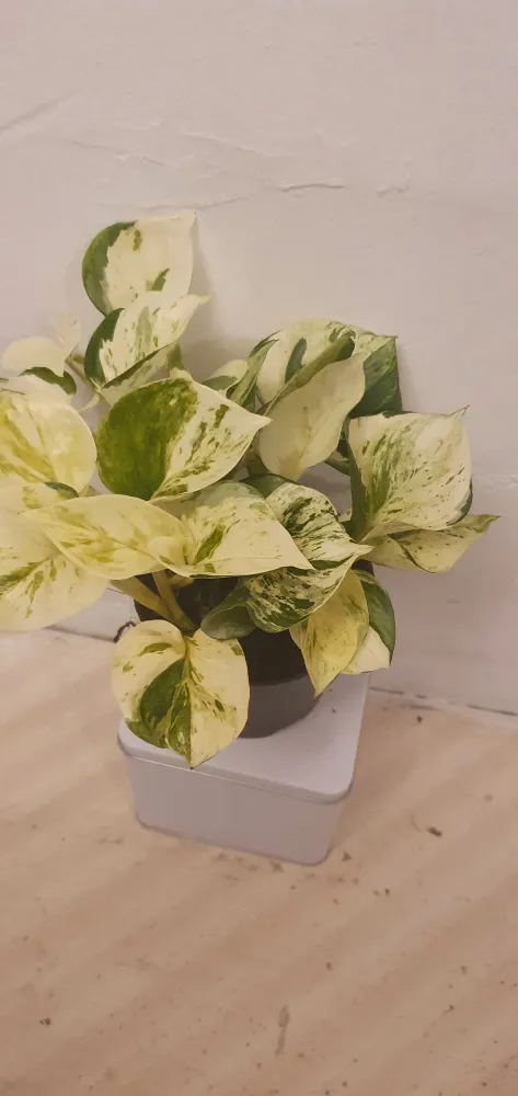 Epipremnum Pinnatum ‘Happy Leaf’ De Plantrekkers