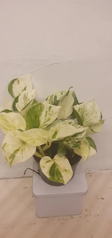 Epipremnum Pinnatum ‘Happy Leaf’ De Plantrekkers