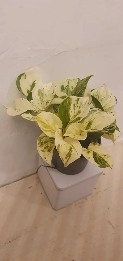 Epipremnum Pinnatum ‘Happy Leaf’ De Plantrekkers