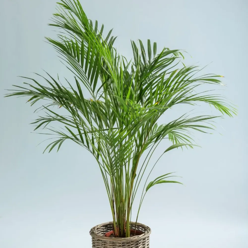 Goudpalm (Areca palm) De Plantrekkers
