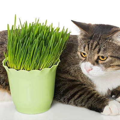 Kattengras De Plantrekkers