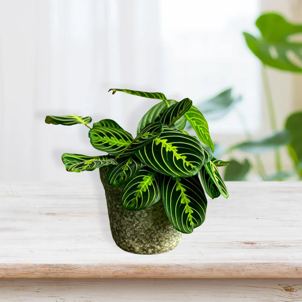 Maranta Lemon Lime De Plantrekkers