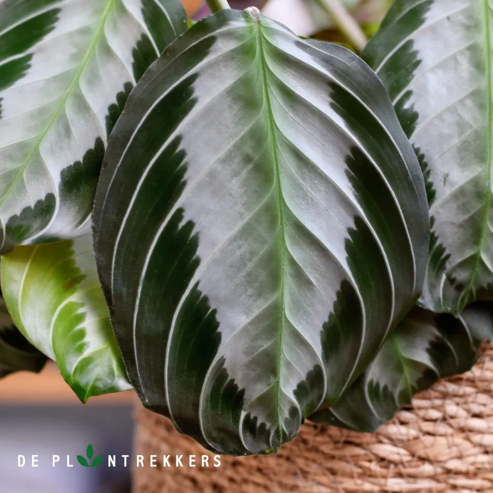Maranta Leuconeura 'Silver Band' De Plantrekkers