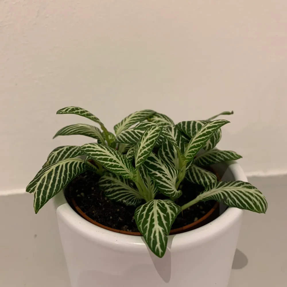 Mozaïekplantje De Plantrekkers