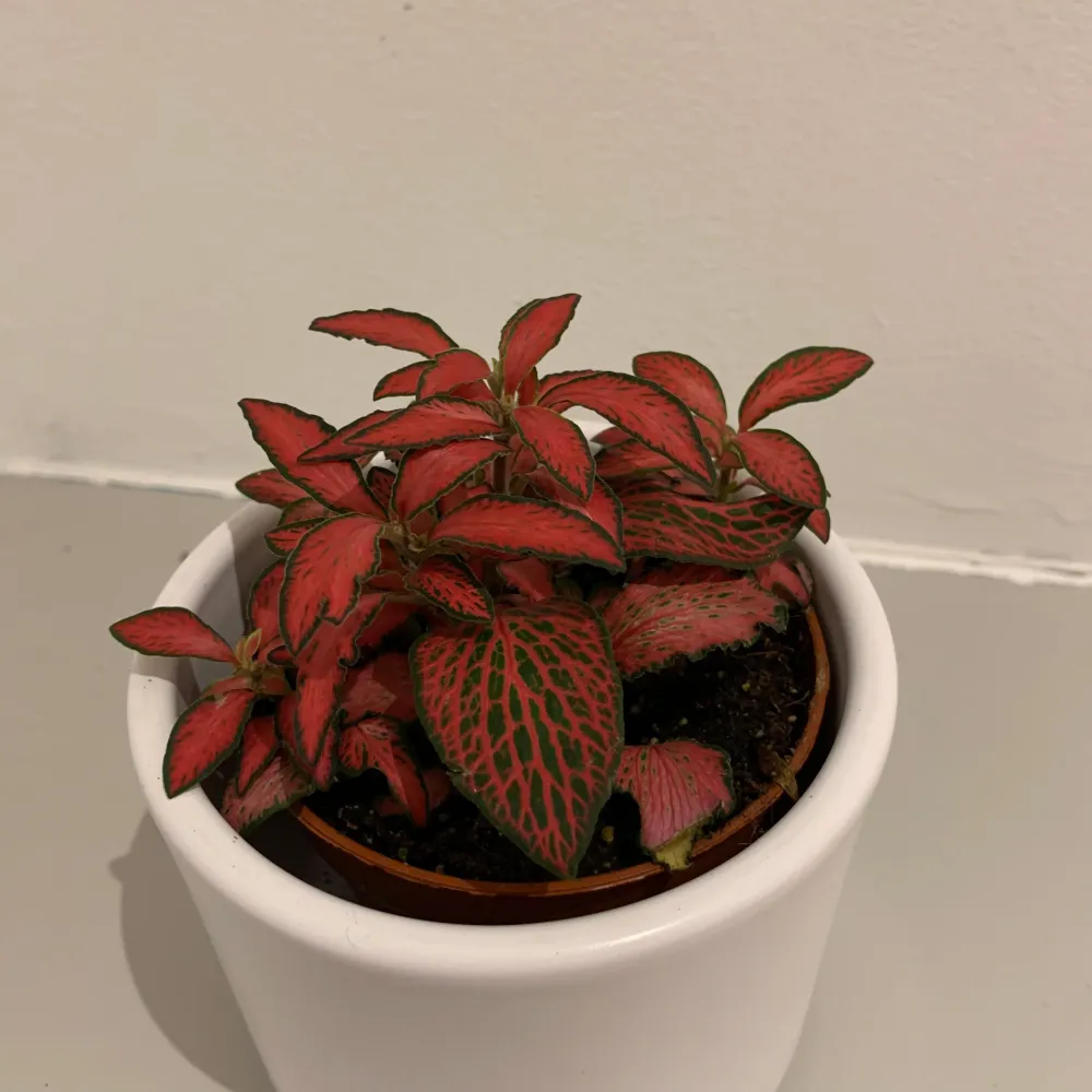 Mozaïekplantje De Plantrekkers