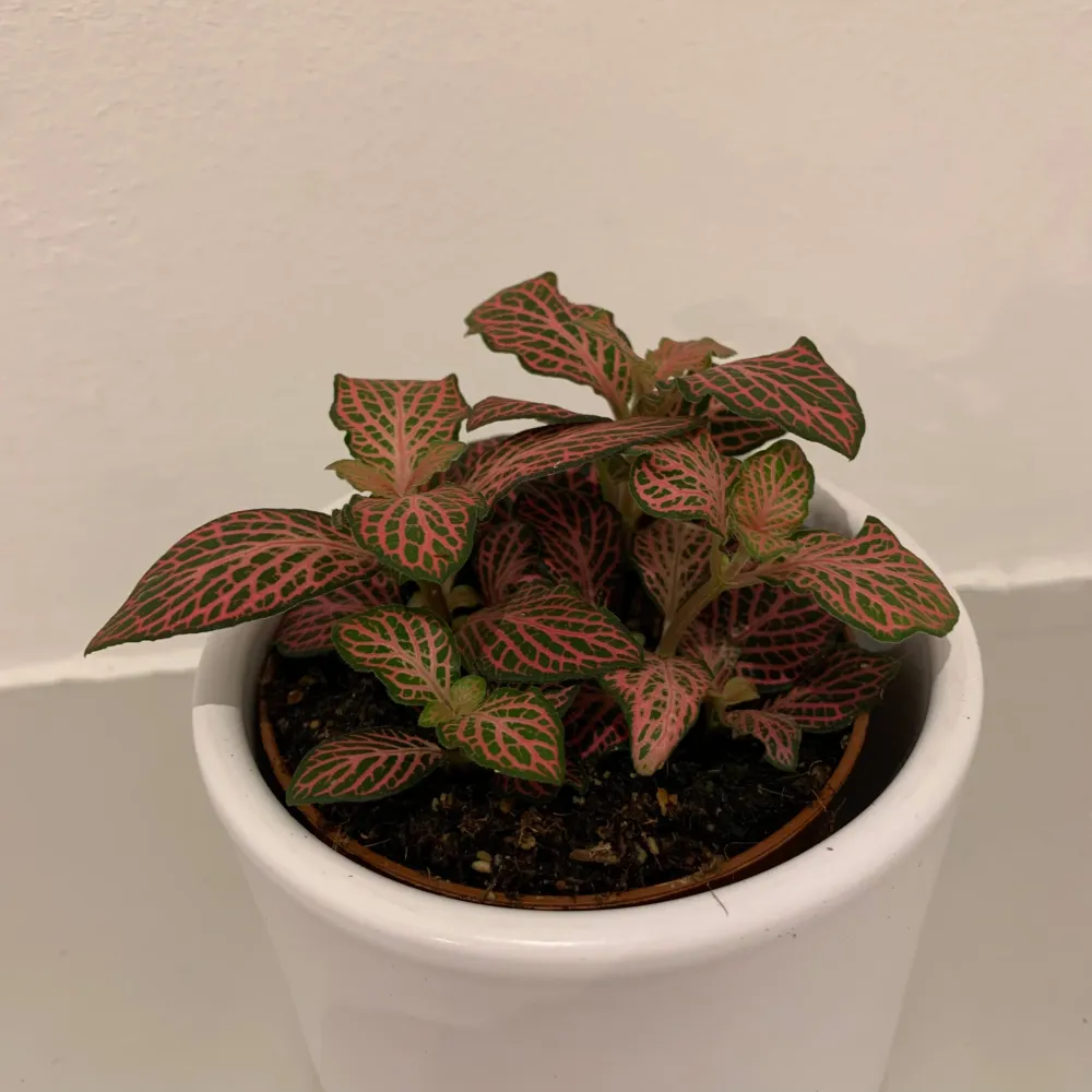 Mozaïekplantje De Plantrekkers