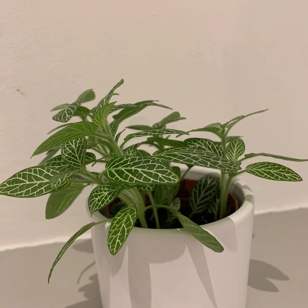 Mozaïekplantje De Plantrekkers