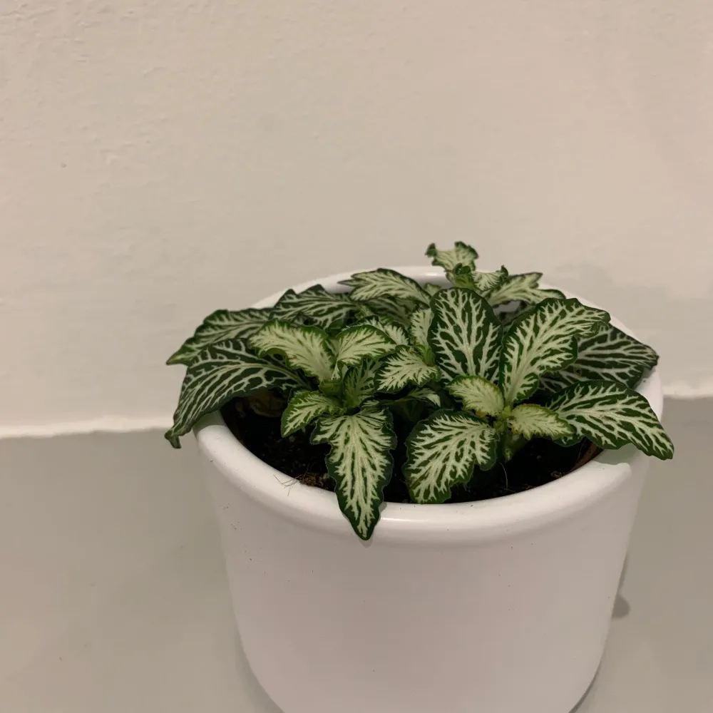 Mozaïekplantje De Plantrekkers