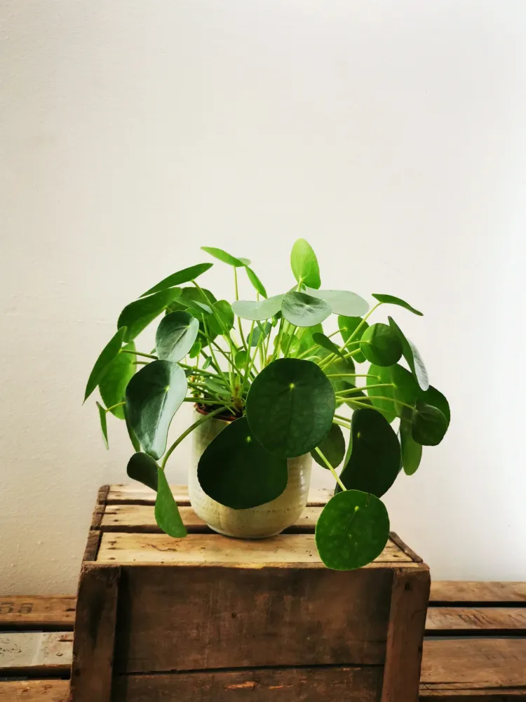Pannenkoekenplant (Pilea Peperomoides) De Plantrekkers