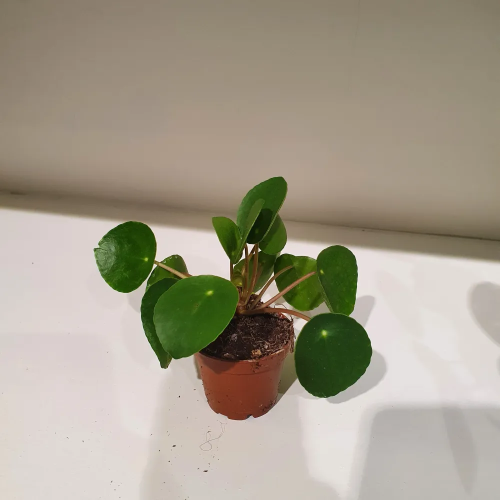 Pannenkoekenplant (Pilea Peperomoides) De Plantrekkers