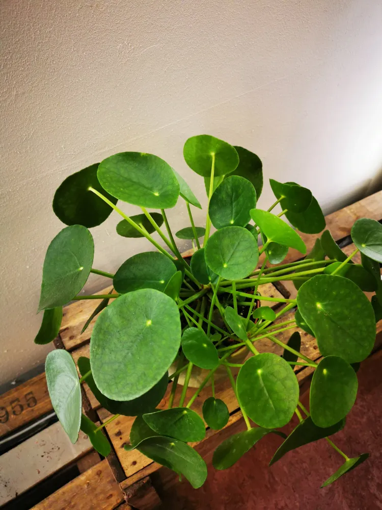Pannenkoekenplant (Pilea Peperomoides) De Plantrekkers