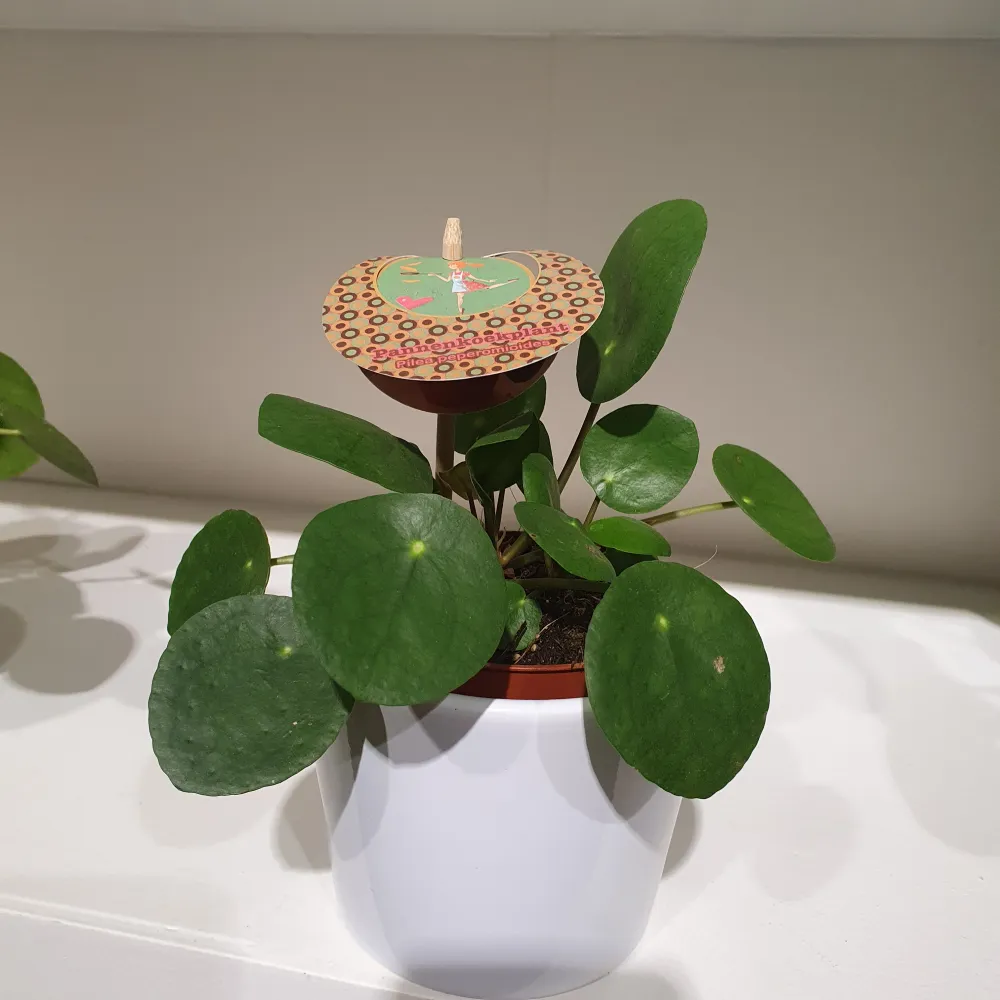 Pannenkoekenplant (Pilea Peperomoides) De Plantrekkers