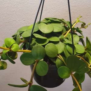 Peperomia Hope De Plantrekkers