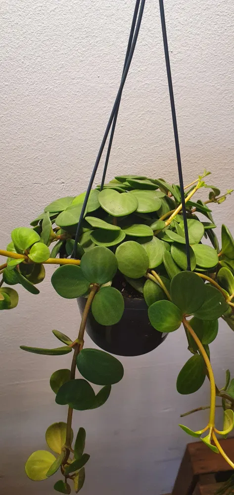 Peperomia Hope De Plantrekkers