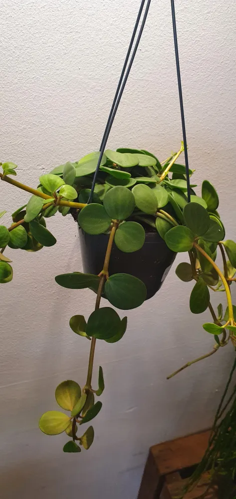 Peperomia Hope De Plantrekkers