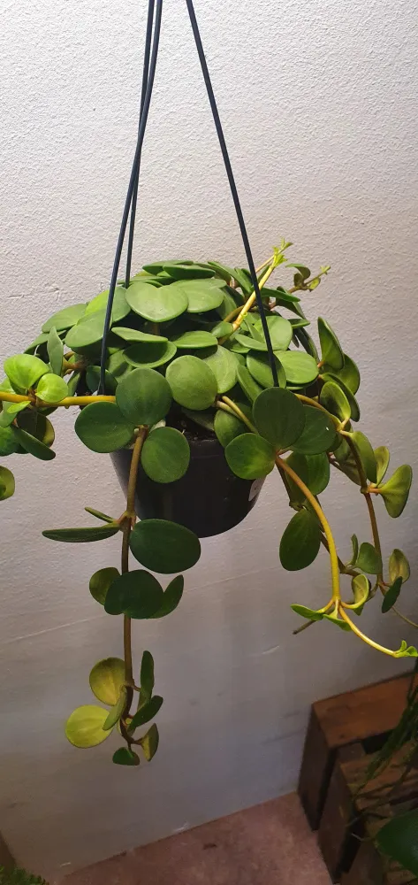 Peperomia Hope De Plantrekkers