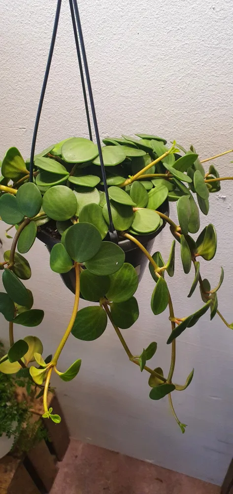 Peperomia Hope De Plantrekkers
