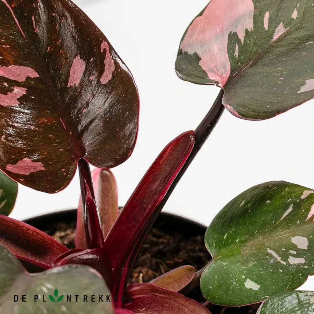 Philodendron Pink Princess De Plantrekkers