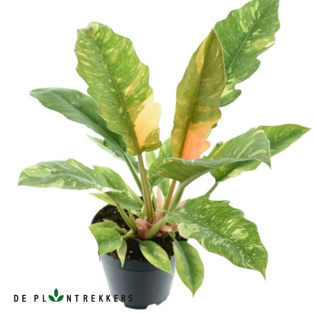 Philodendron 'Ring Fire' De Plantrekkers