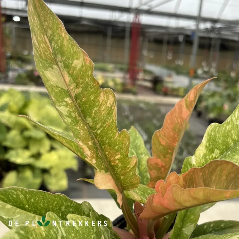 Philodendron 'Ring Fire' De Plantrekkers