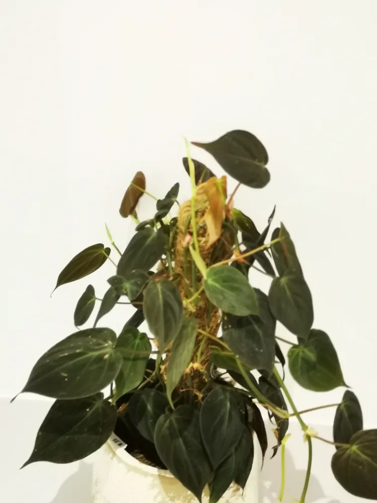 Philodendron scandens subsp. micans De Plantrekkers