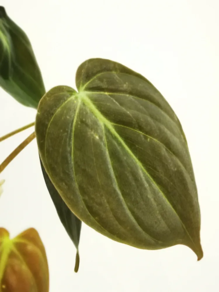 Philodendron scandens subsp. micans De Plantrekkers