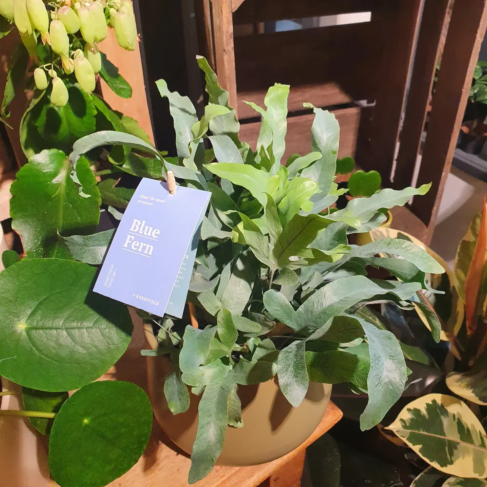 Phlebodium 'Blauwvaren' De Plantrekkers