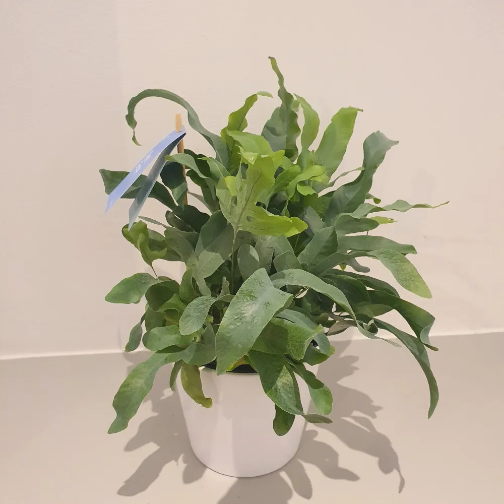 Phlebodium 'Blauwvaren' De Plantrekkers