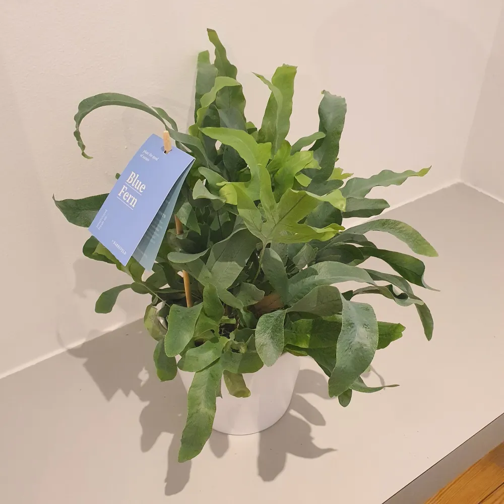 Phlebodium 'Blauwvaren' De Plantrekkers