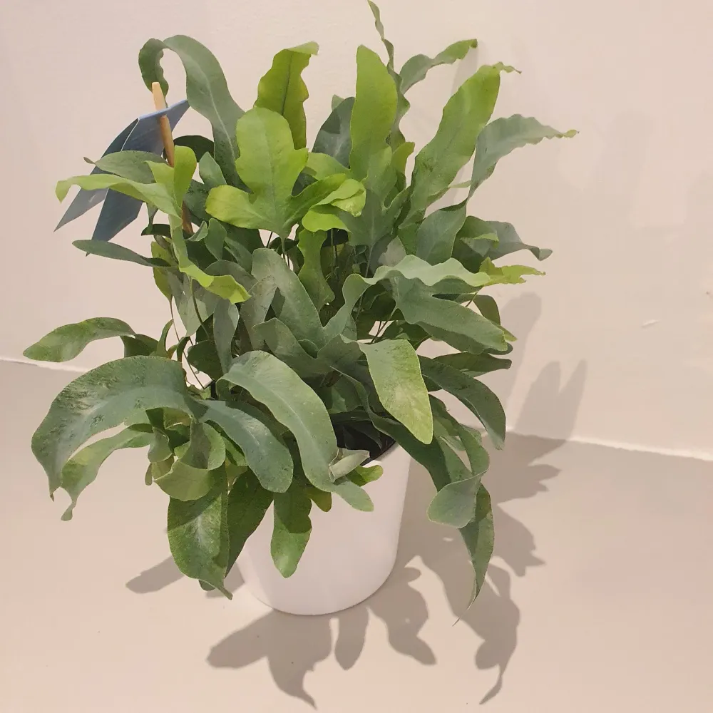 Phlebodium 'Blauwvaren' De Plantrekkers