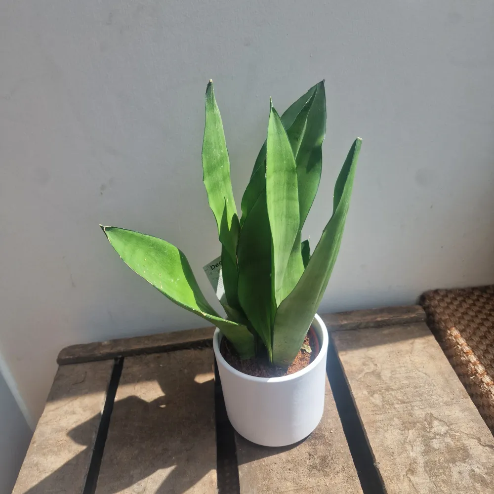 Sansevieria Moonshine De Plantrekkers