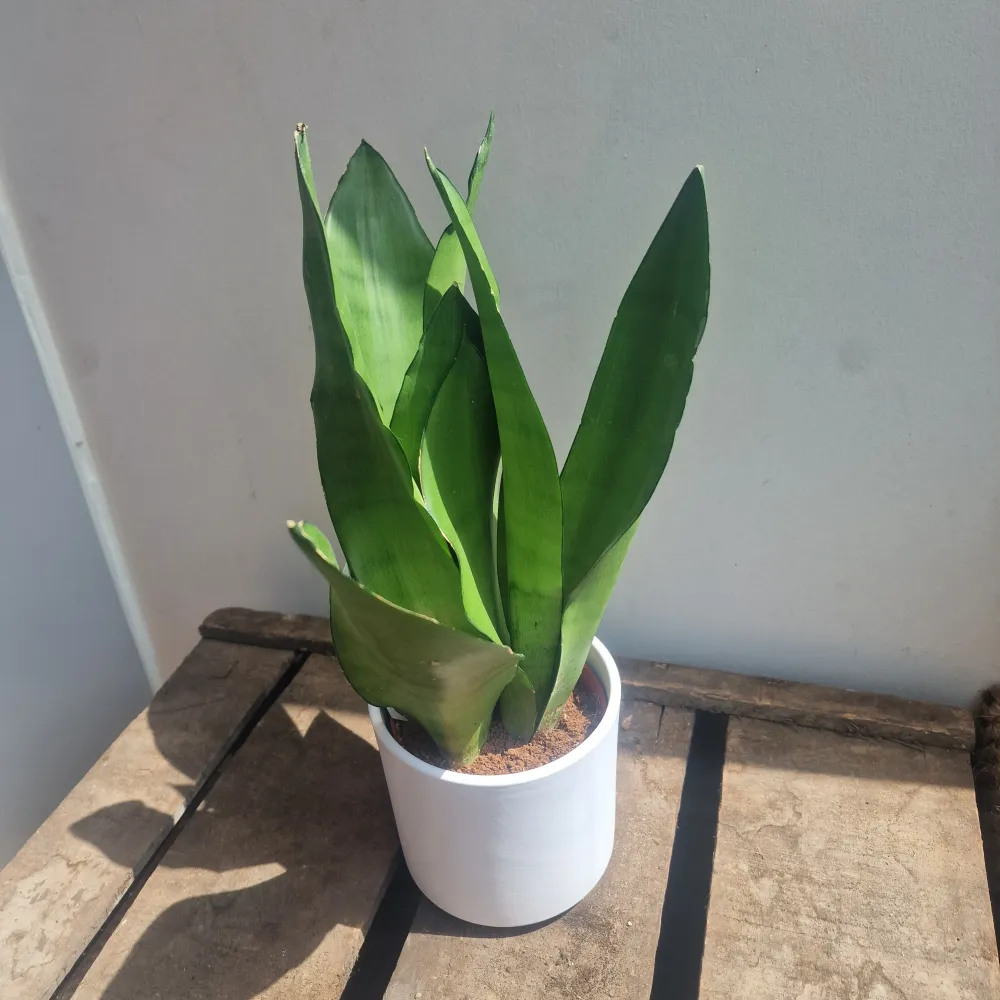 Sansevieria Moonshine De Plantrekkers