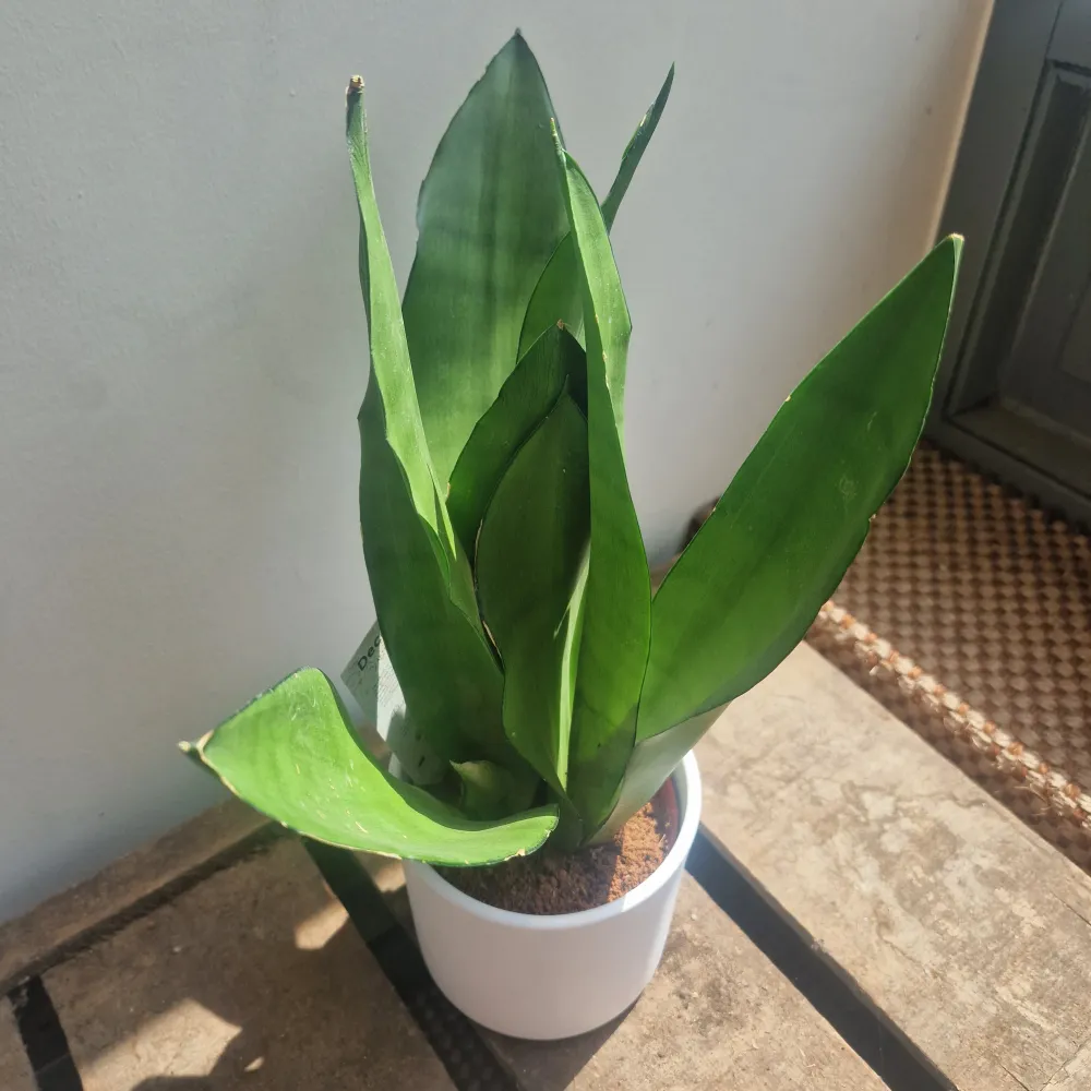 Sansevieria Moonshine De Plantrekkers