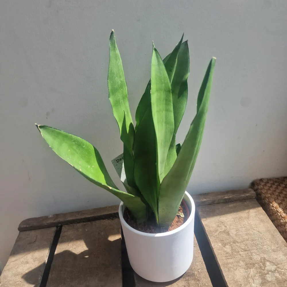 Sansevieria Moonshine De Plantrekkers