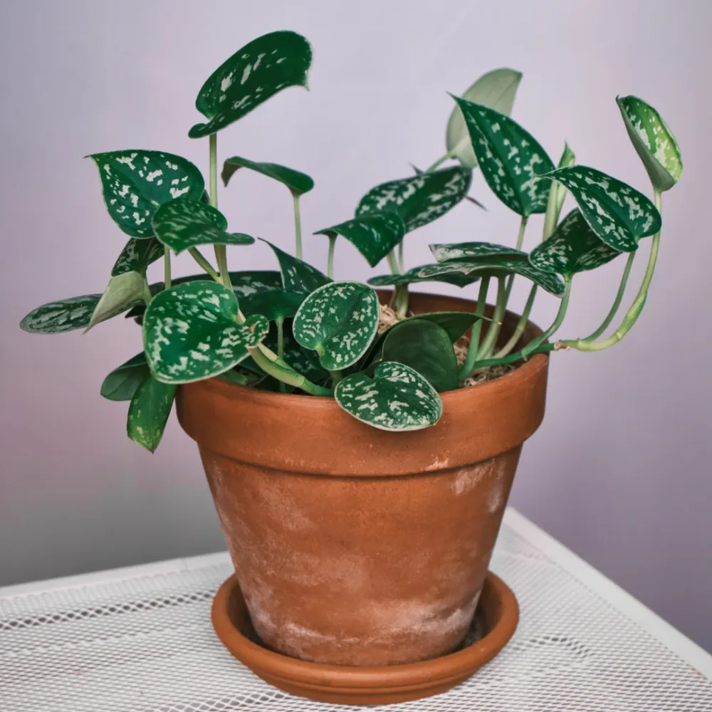 Scindapsus Pictus De Plantrekkers