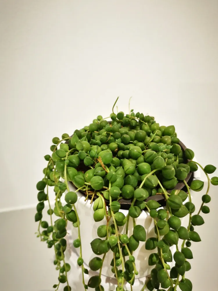 Senecio Rowleyanus 'Erwtenplant' De Plantrekkers
