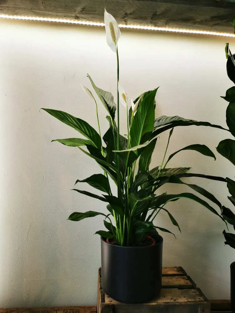 Spathiphyllum 'Maximo Cupido' De Plantrekkers