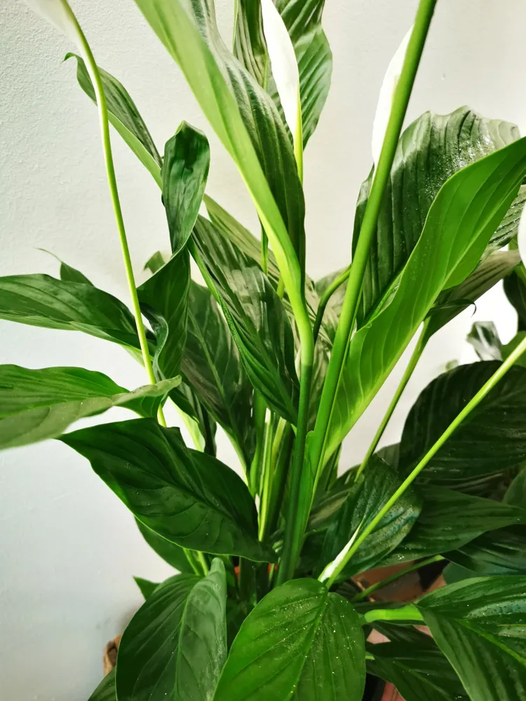 Spathiphyllum 'Maximo Cupido' De Plantrekkers