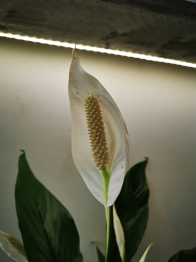 Spathiphyllum 'Maximo Cupido' De Plantrekkers