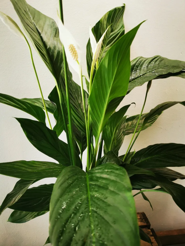 Spathiphyllum 'Maximo Cupido' De Plantrekkers