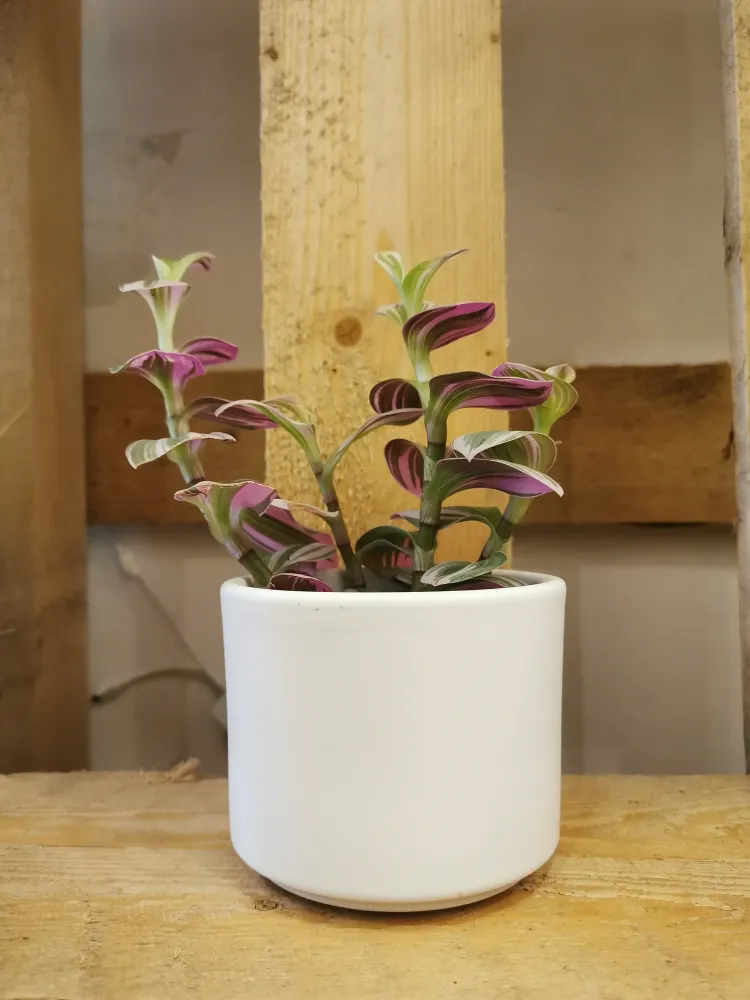Tradescantia 'Nanouk' De Plantrekkers