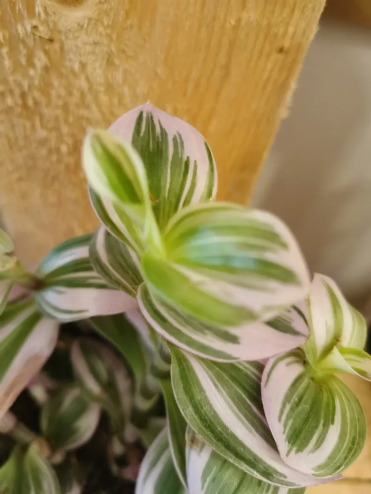 Tradescantia 'Nanouk' De Plantrekkers
