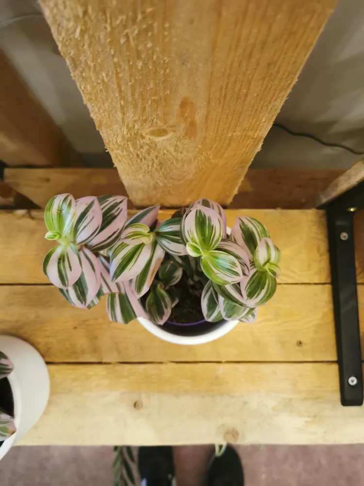 Tradescantia 'Nanouk' De Plantrekkers
