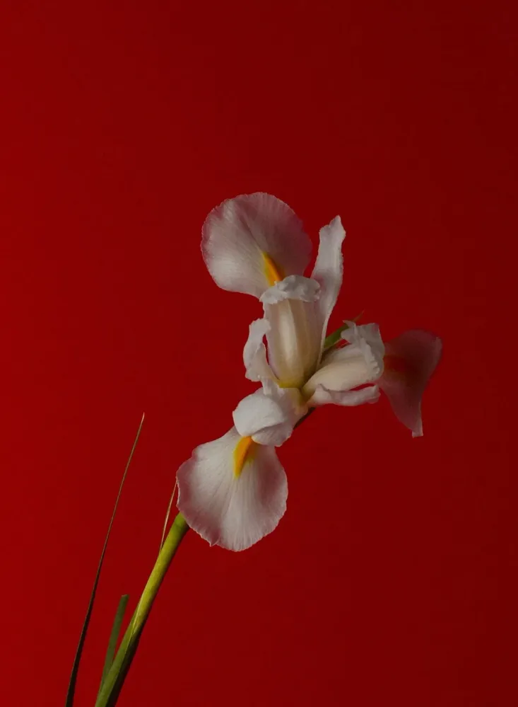 Pink Iris, 6ml - Abel Interior Objects