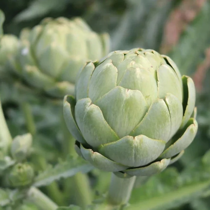 Artisjok Vert de Provence Culinaris