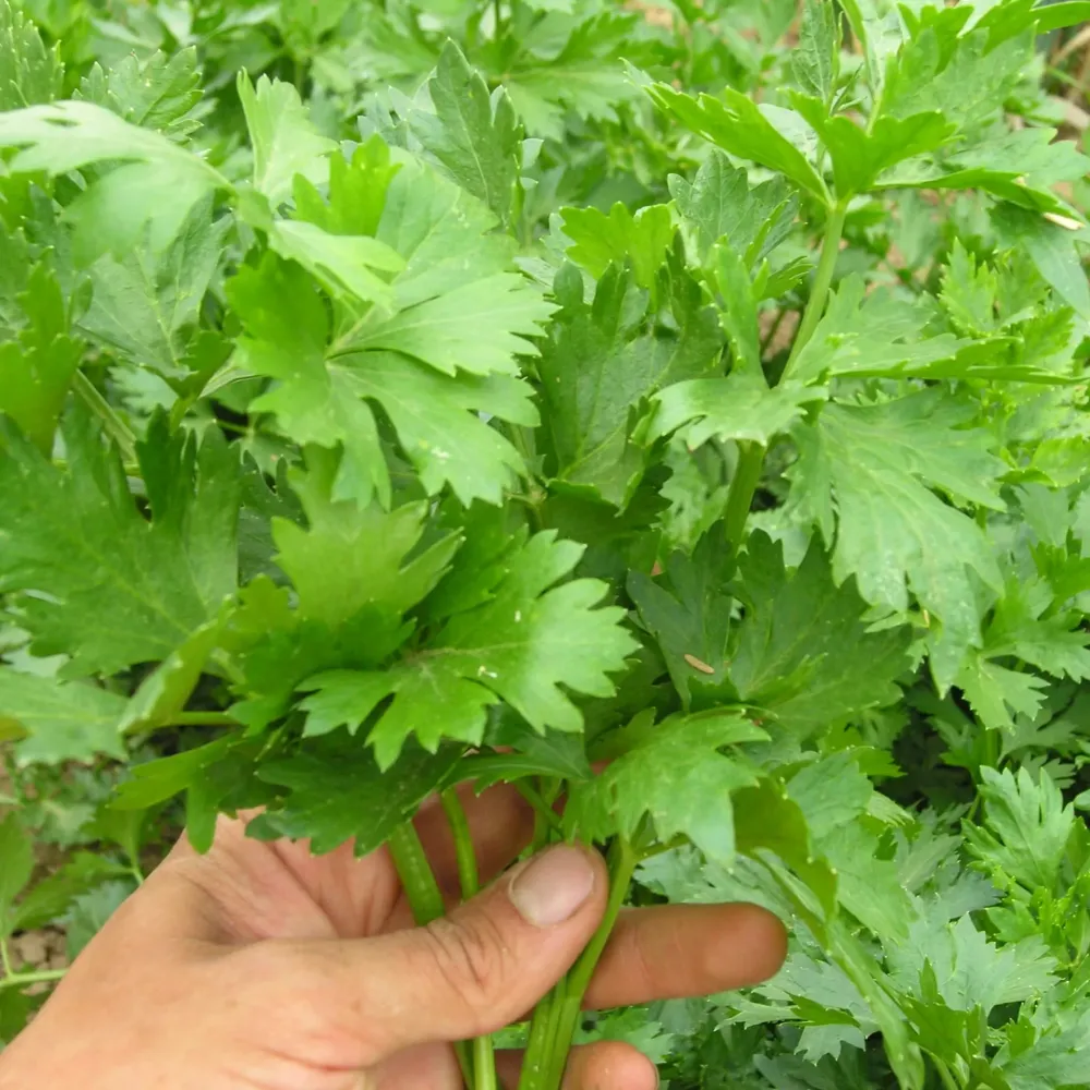 Bladbleekselderij Culinaris